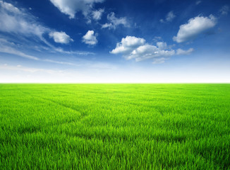 Naklejka premium green grass blue sky