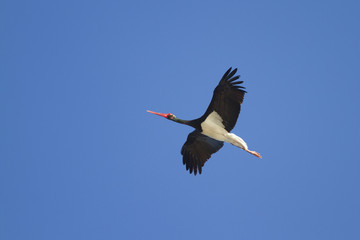 Black stork in blue sky