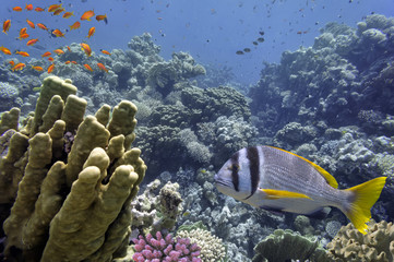 Naklejka na ściany i meble Tropical Fish and Coral Reef, Red Sea, Egypt