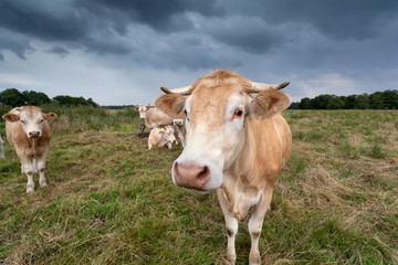 Naklejka na ściany i meble cow on pasture close up