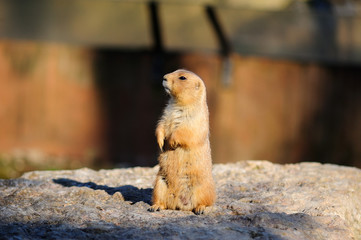 Cane della prateria 2