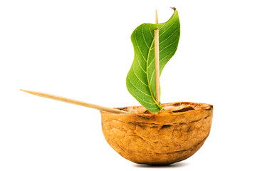 Ship walnut