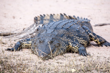 Crocodile