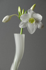 eucharis in wei&szlig;er vase vor grauem hintergrund