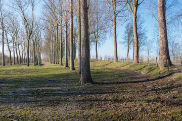 Fototapeta premium Tall bare trees in the grass early in the morning