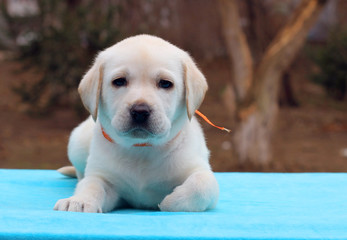 the labrador puppy on blue background