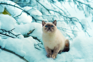 Siamese kitten sitting on snowy tree
