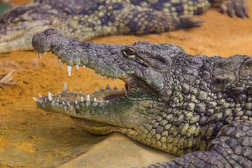 giant Nile crocodile with its huge open mouth (Crocodylus niloti
