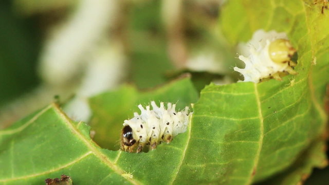 Macro close up,Silk worms eating, feeding mulberry leaves.