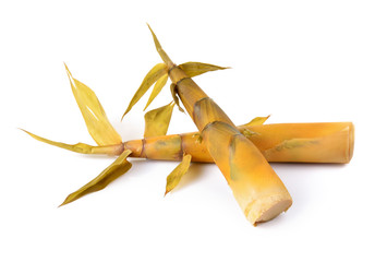 Bamboo shoot on white background