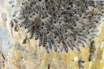 Caterpillar Extreme Close Up
