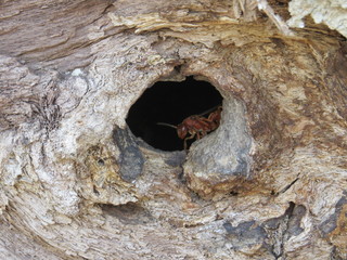 Wasp in log hole