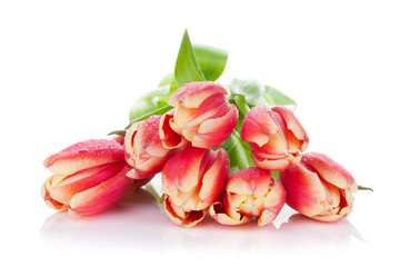 Colorful tulip bouquet with water dew