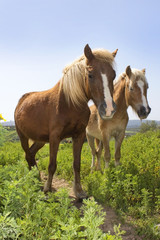 Naklejka na ściany i meble rural landscape with a pair of horses