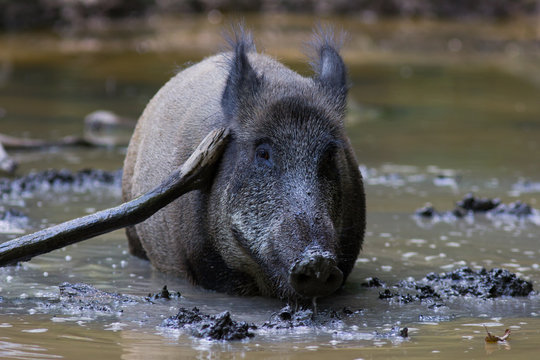 Wildschwein in der Sule