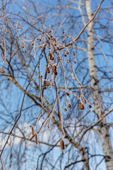 winter birch