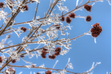winter rowan
