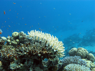 Fototapeta na wymiar coral reef with white stony coral - underwater