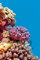 coral reef with violet  corals poccillopora - underwater
