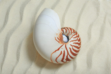 Nautilus. Seashell on sand background.