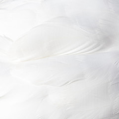 Obraz premium background of white swan feathers