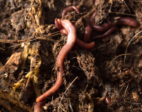 red worms in compost - bait for fishing
