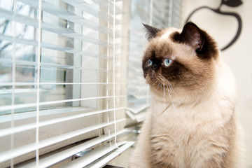 Cat sitting near window blinds