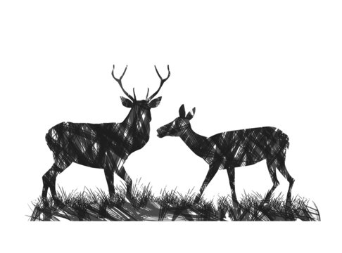 coppia di cervi