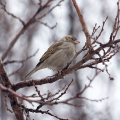 Sparrow on a tree