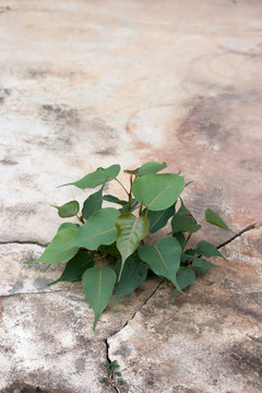 A Tree Grow On Crack Pavement.