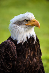 Bald Eagle, Haliaeetus leucocephalus