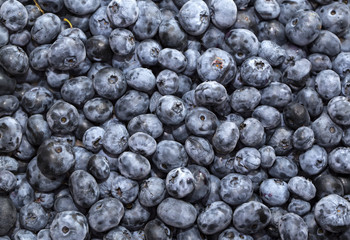 blueberry background eating, food freshness fruit gourme