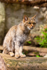 Naklejka na ściany i meble wild cat Felis silvestris