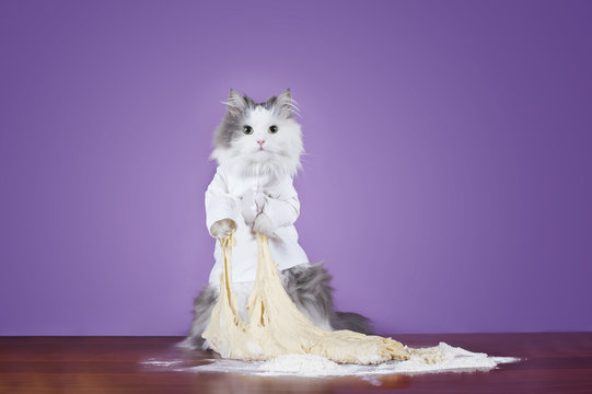 Cat Kneads Dough In A Suit Chef