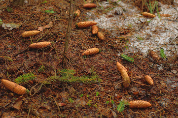 Obraz premium Весна