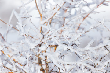 snow on the branches of a tree