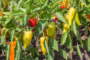 organic peppers growing in the garden