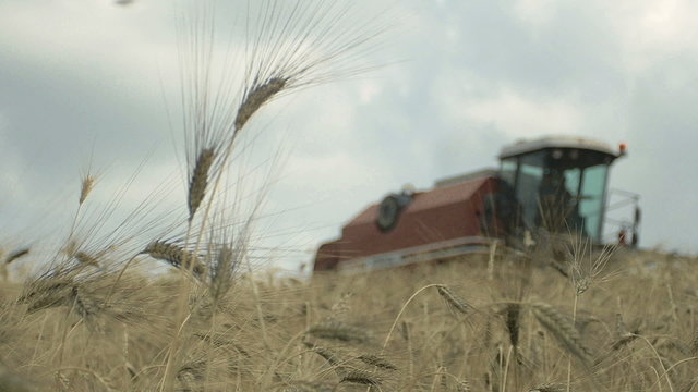 farmer is working with harvesting equipment  in a field of wheat