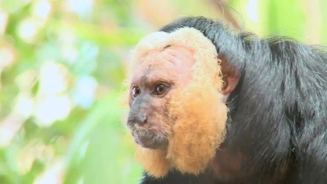 Pale-faced Saki monkeys. Males are black with white faces