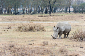 Fototapeta premium Rhino