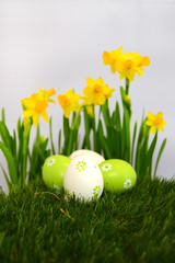 Ostereier mit Narzissen