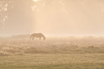 horse silhuette in sunrise fog