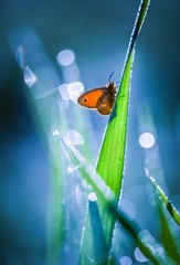 Naklejka premium Butterfly in nature sitting on flower