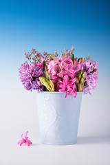 Bouquet of fresh hyacinth flowers on blue gradient background, t