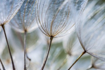 Dandelion seeds in close up