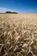Summer cereal field landscape under blue sky