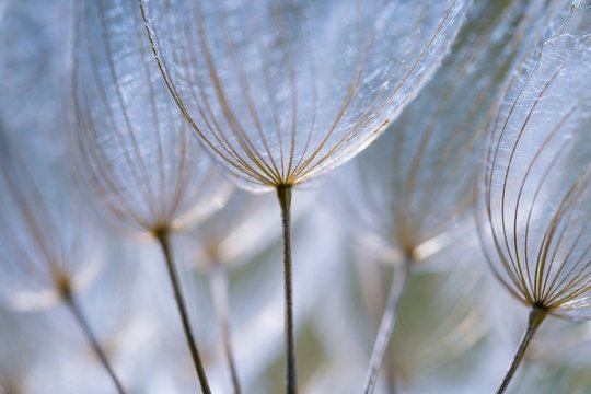 Fototapeta Dandelion seeds in close up