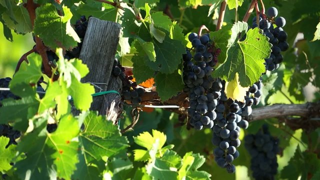 Scenes from a Tuscan vineyard .