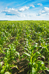 young plants of corn  on field