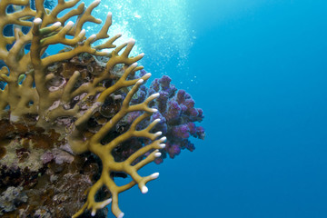 Naklejka na ściany i meble coral reef with hard corals in tropical sea - underwater